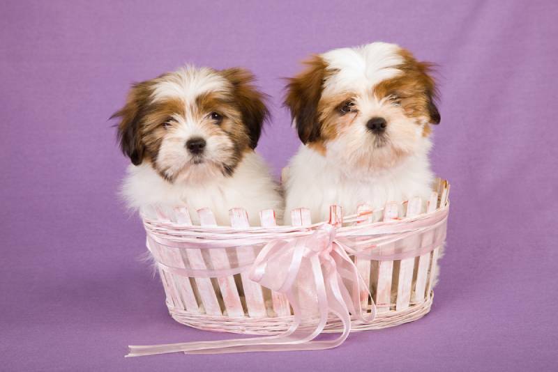 two lhasa apso puppies inside a basket