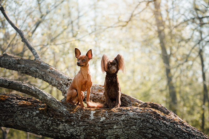 two russian toy terriers sitting on the tree