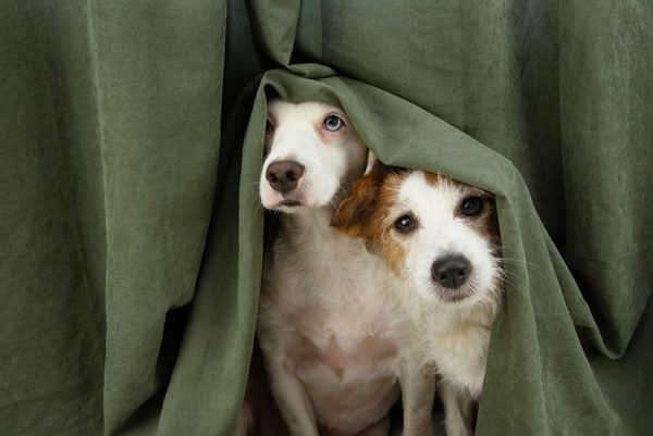 two scared or afraid puppy dogs wrapped with a curtain