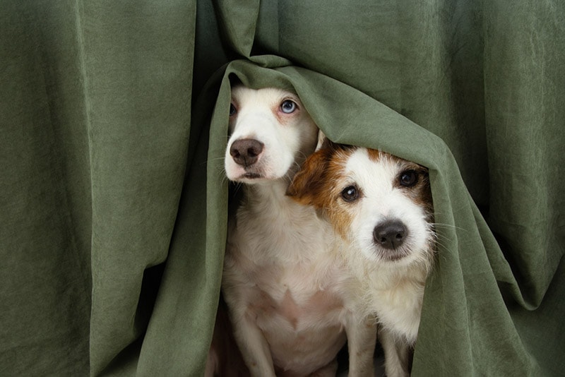 Two dogs behind a curtain