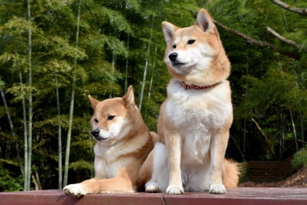 two shiba inu dog resting
