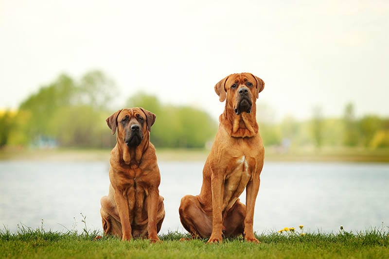 Two Tosa Inu dogs sitting