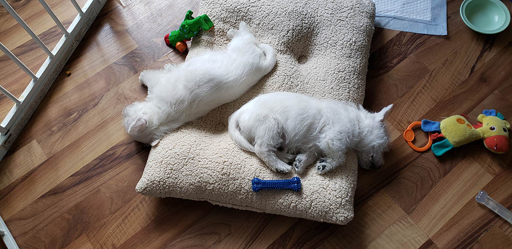 Two westie puppies sleeping in bed