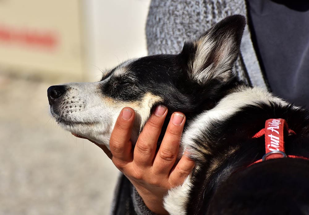 unconscious dog