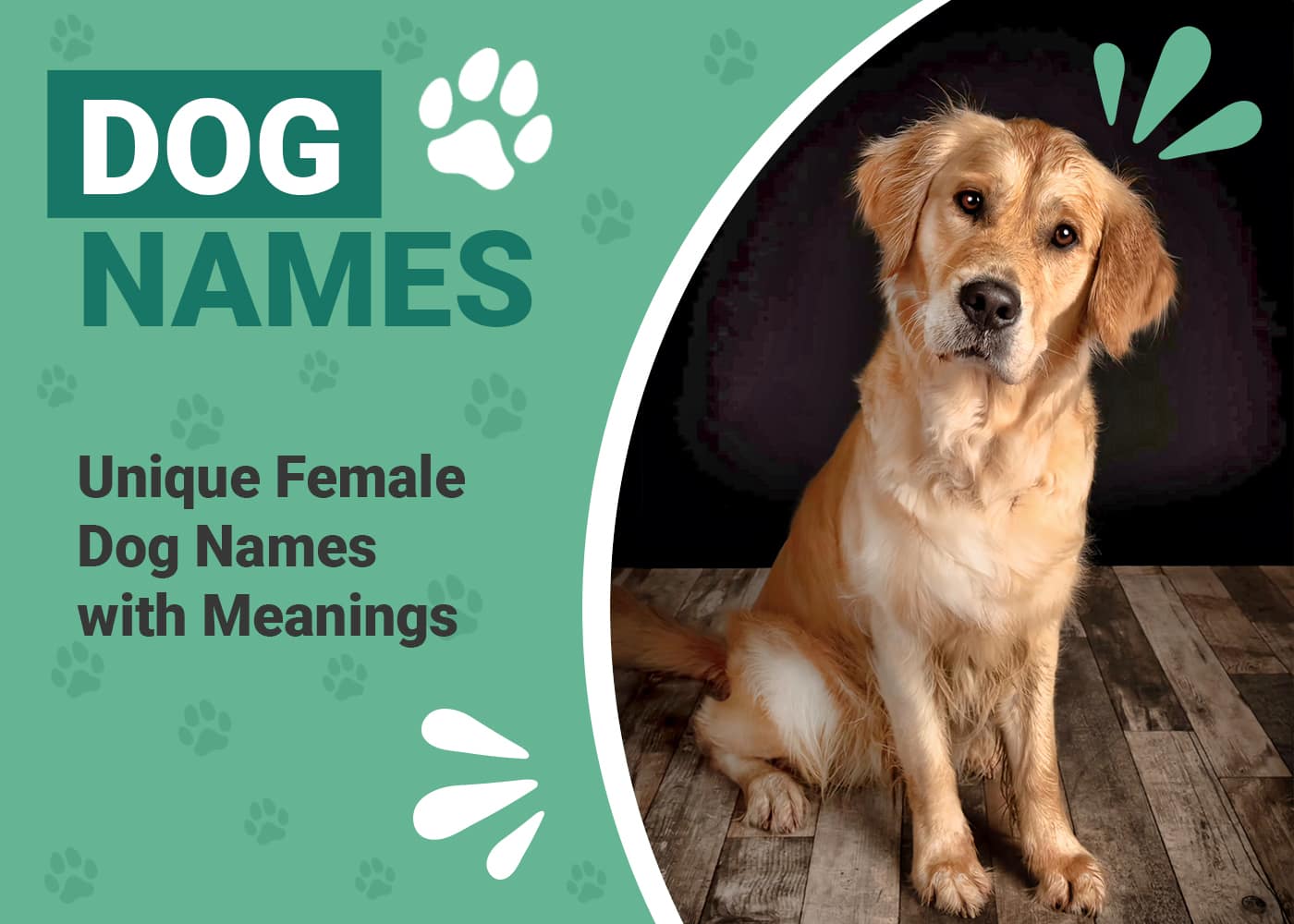 Unique Female Dog Names with Meanings