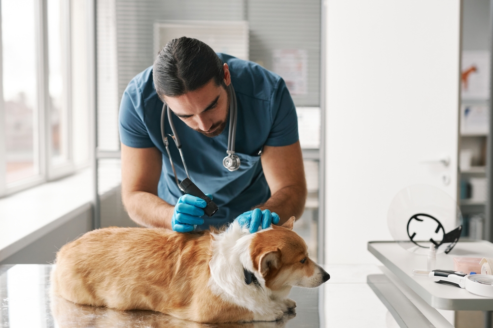 Young veterinary doctor with small flashlight examining skin of fluffy sick corgi dog lying on table in medical office during check up