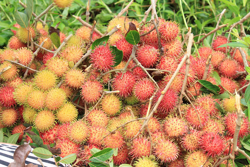 unripe rambutans