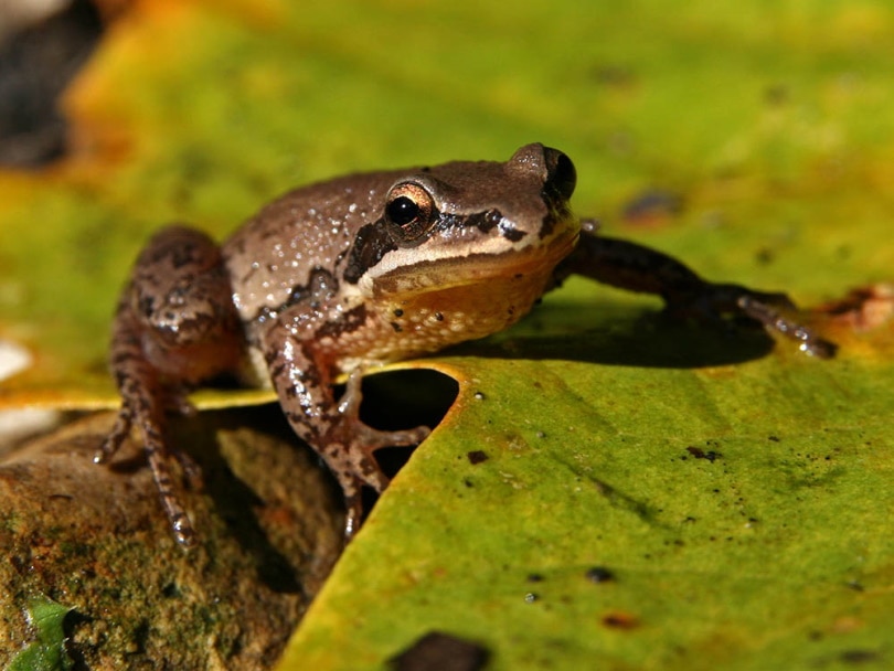 Upland Chorus Frog (Pseudacris feriarum)