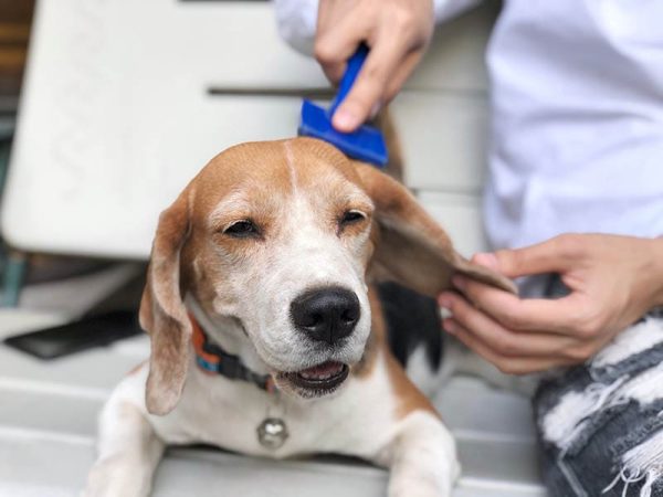 using comb to brush