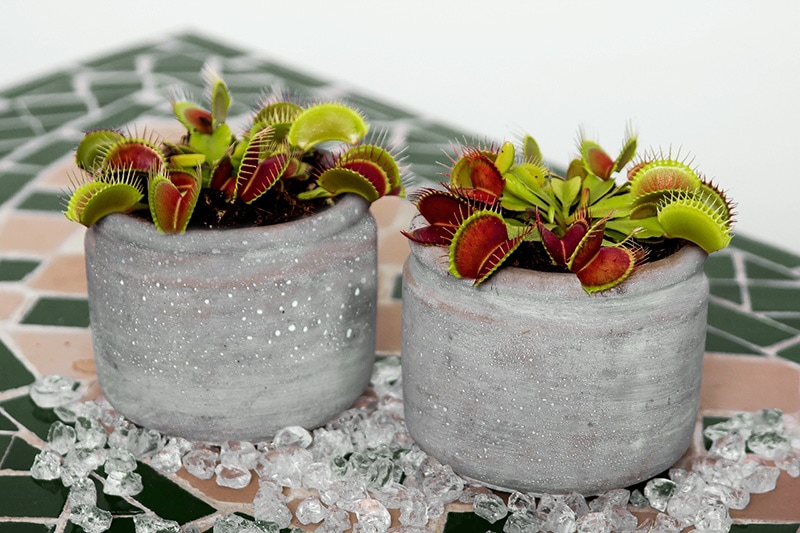venus flytrap plants