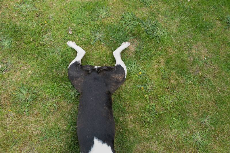 very-short-curled-up-tail-of-a-Boston-Terrier dog lying flat on the grass with her legs in frogs leg pose