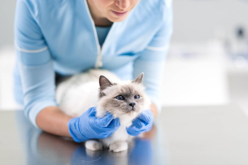 vet assessing birman cat