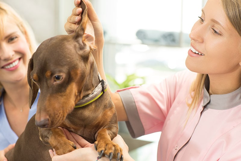 vet checking dachshund dog's ear