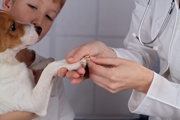 vet checking a dog's toenails