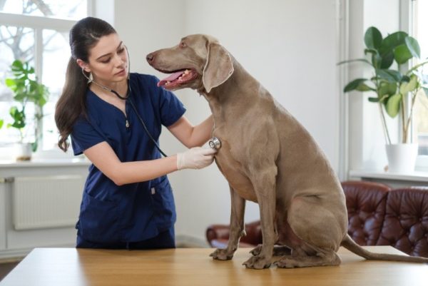 Vet checking a Weimaraner