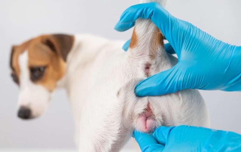 vet checking dog genitals