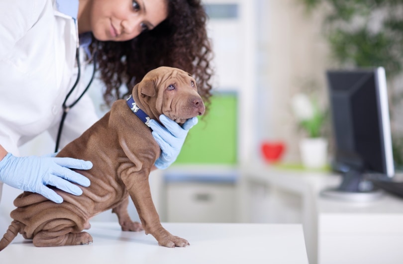 vet checking shar pei puppy