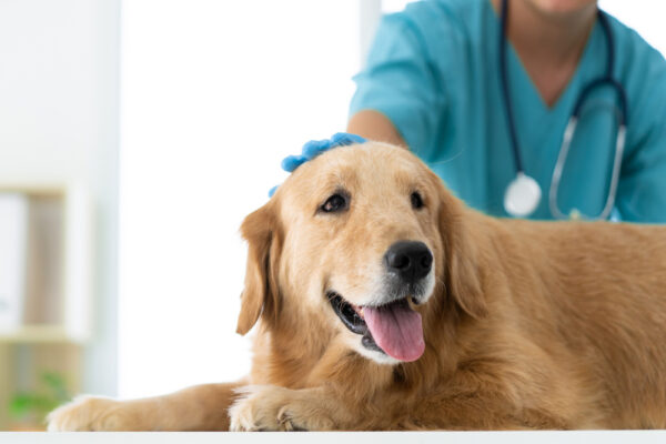 vet checking up dog in vet clinic