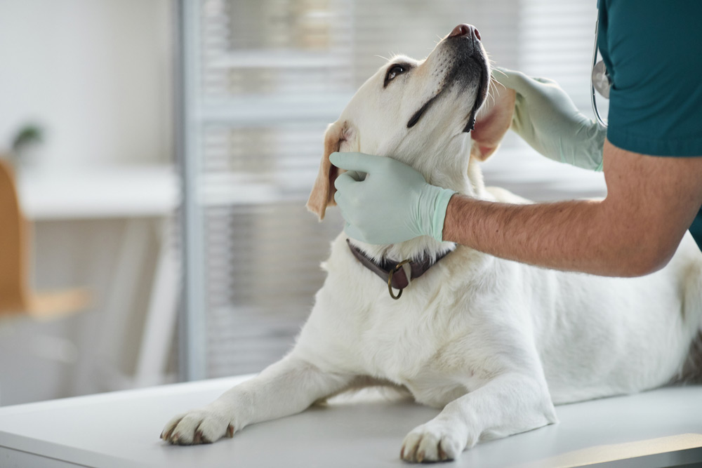 vet checking up labrador retriever dog in the vet clinic