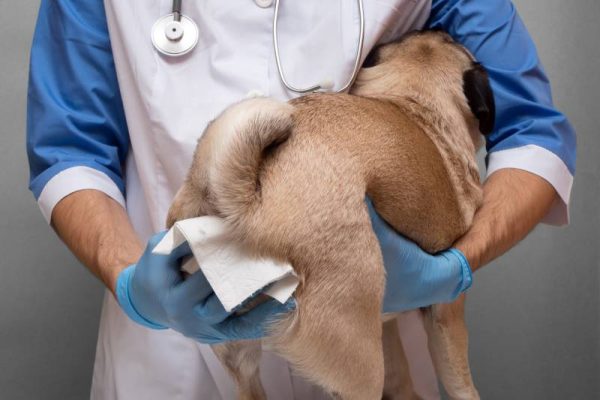 vet-cleaning-the-anal-glands-of-a-dog-in-a-veterinary-clinic