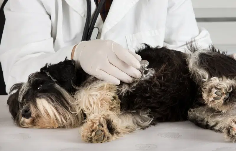 vet examining a miniature schnauzer