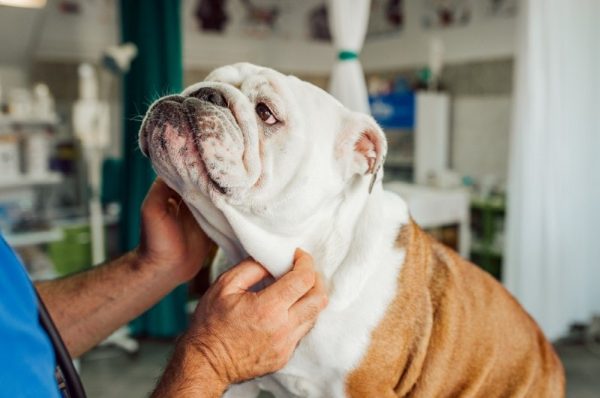 vet examining an english bulldog