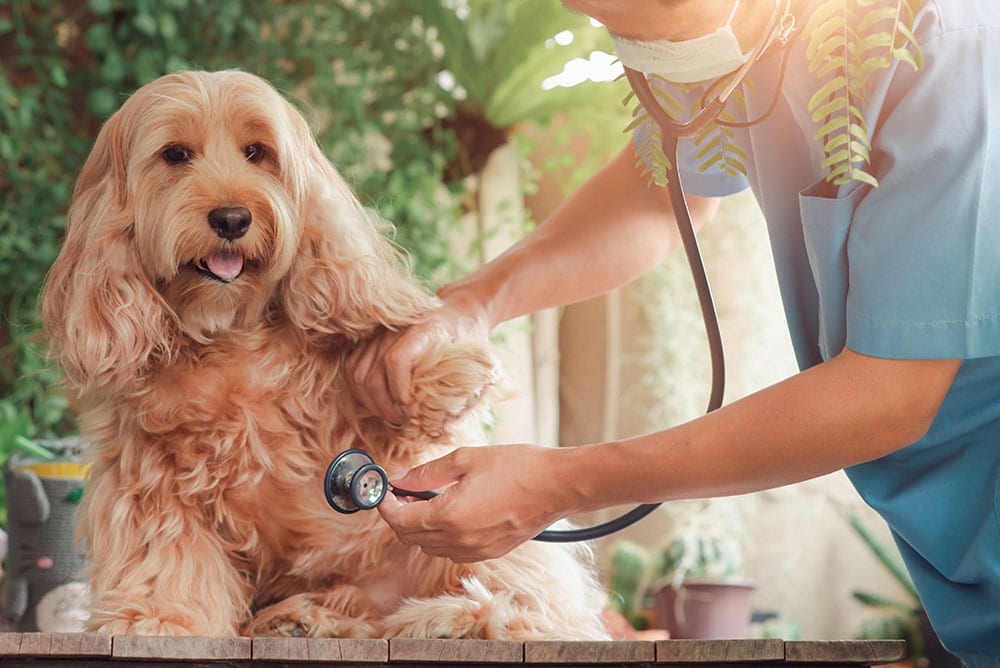 vet examining puppy cockapoo dog