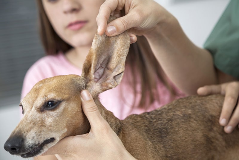 vet examining the ear of dachshund dog