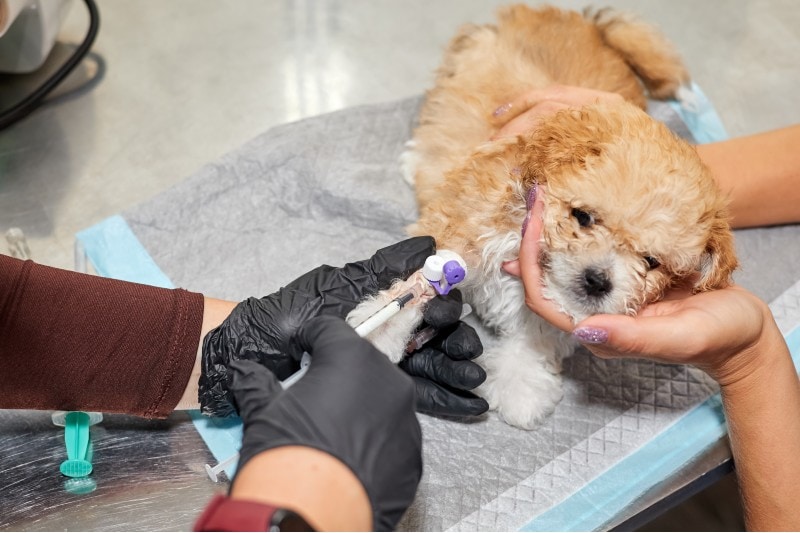 vet giving medication to a sick maltipoo