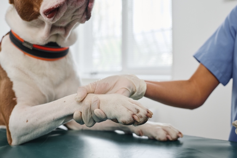 vet holding a big dogs paw