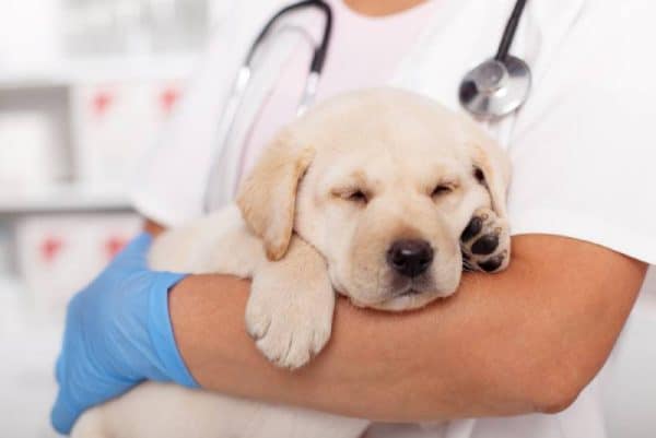 vet holding a sleeping puppy