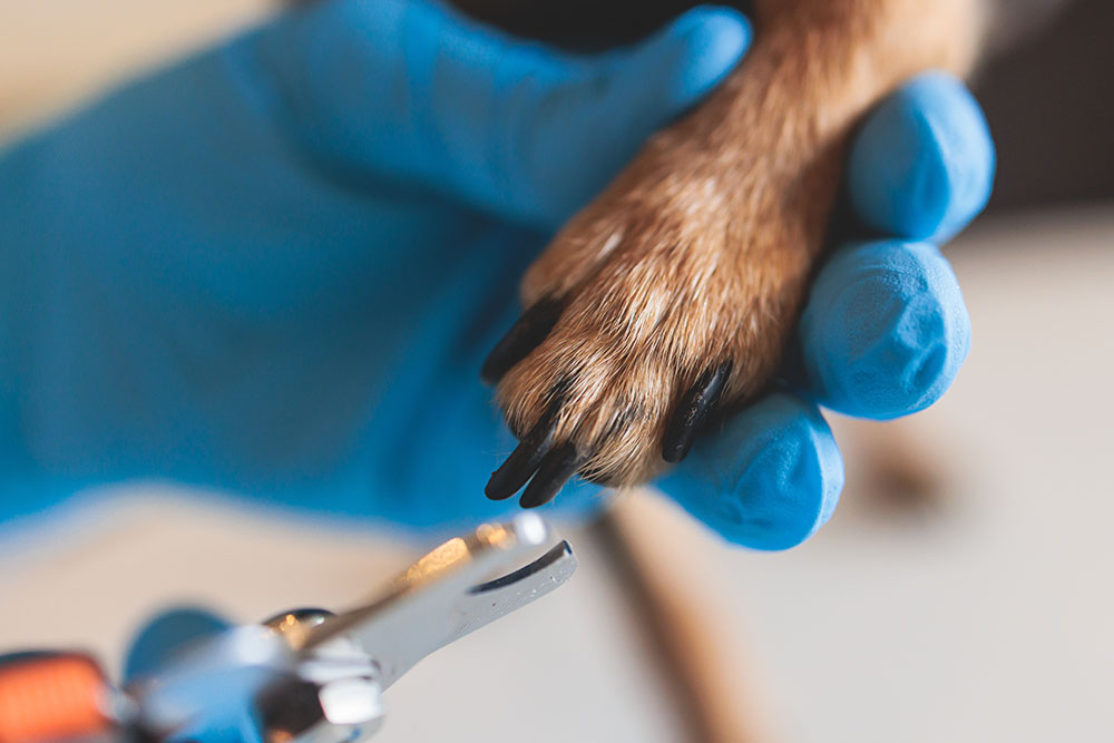 vet holding dog paw ready to trim black nails