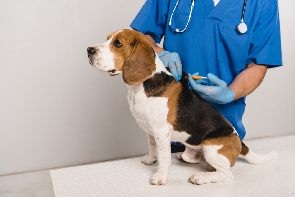 vet microchipping a beagle dog
