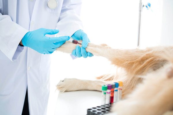 dog blood test vet
