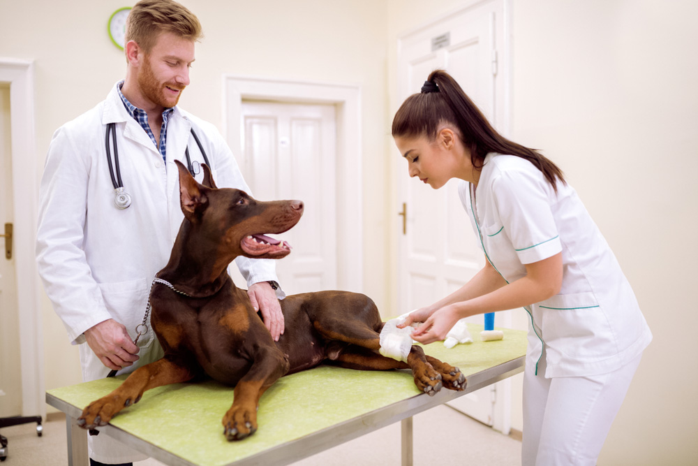 vet putting on bandage to dog's leg