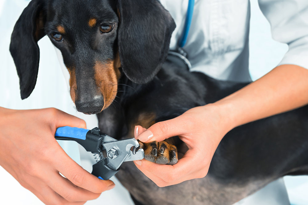 vet trimming the nails of dachshund dog
