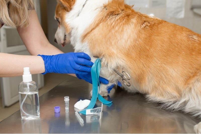 vet drawing blood from corgi dog