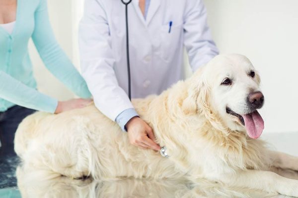 veterinarian checking up a golden retriever dog using stethoscope