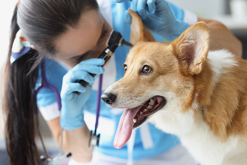 veterinarian examining corgi dog's ear