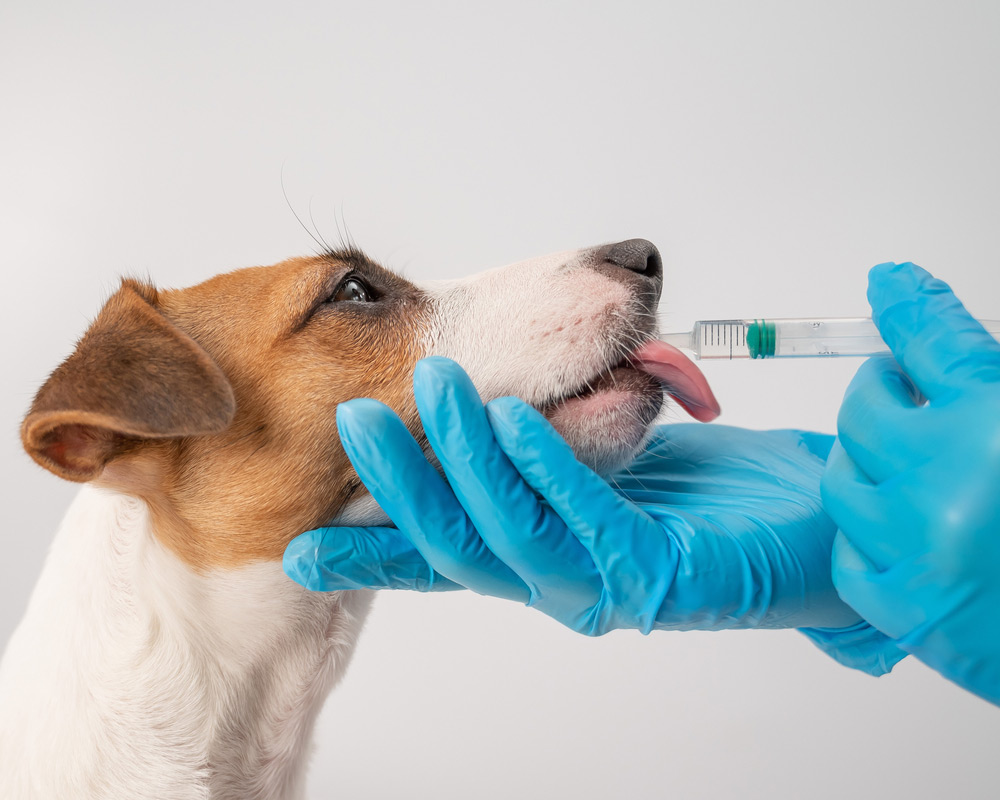 veterinarian injecting medicine from a syringe into a dog's mouth
