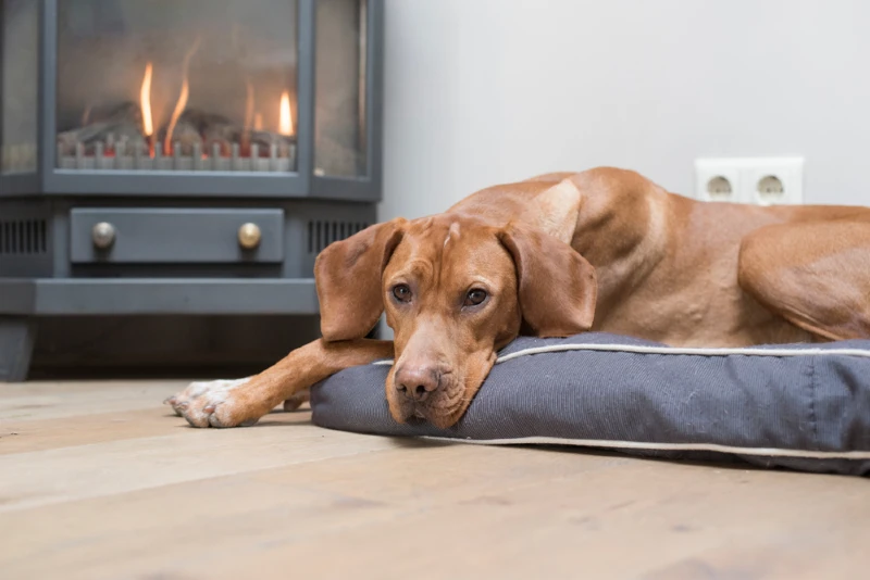 Vizsla dog lying down indoors near a fireplace