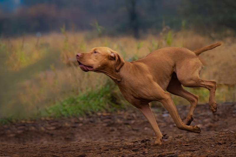 vizsla dog running along