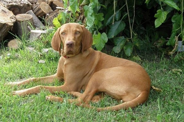 vizsla lying on grass