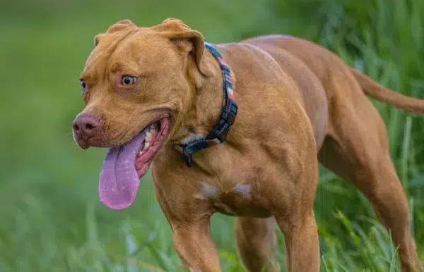 vizsla pitbull mix puppy dog with tongue out