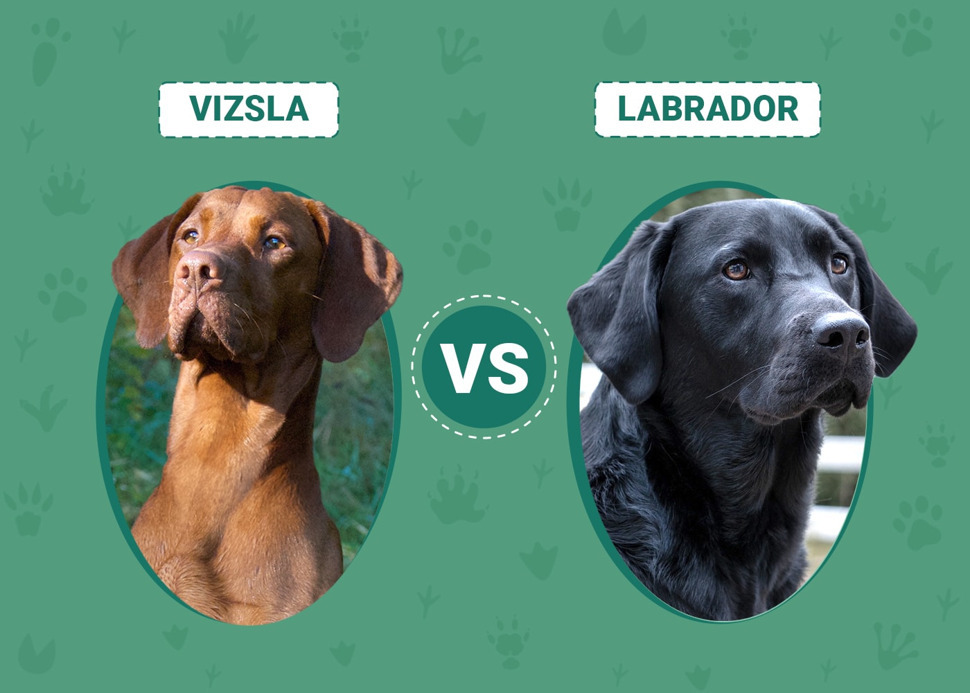 Vizsla vs. Labrador