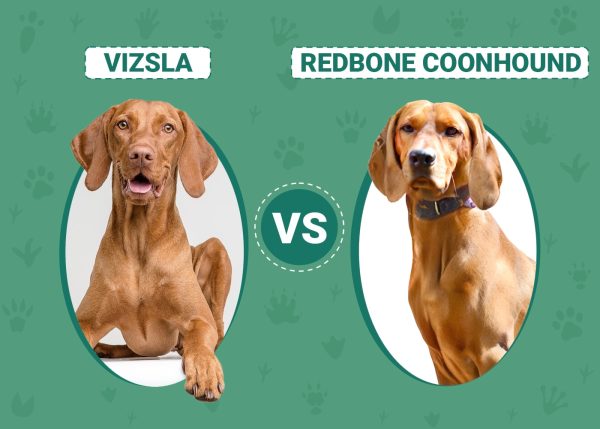 Vizsla vs Redbone Coonhound