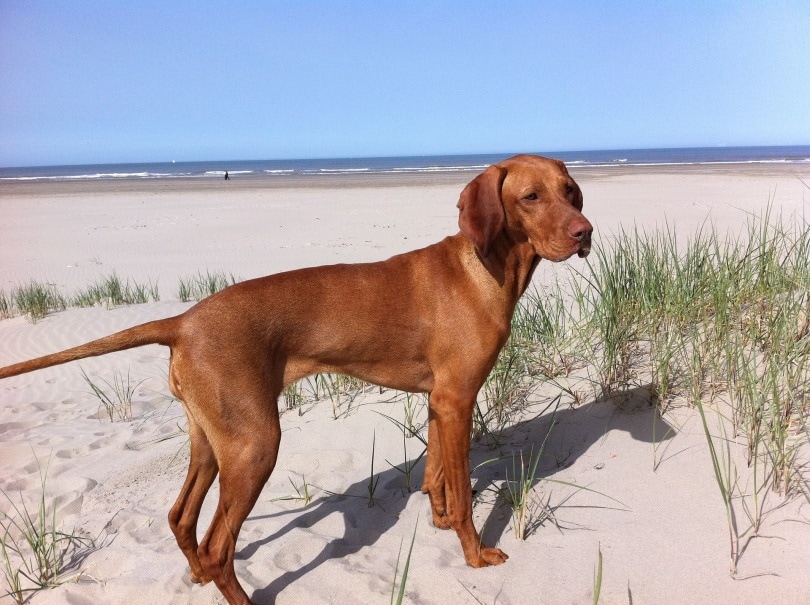 vizsla dog standing