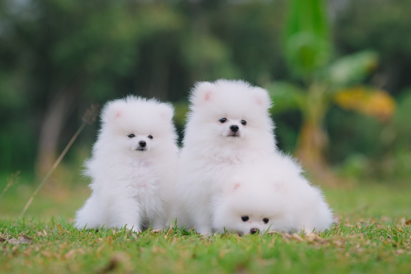 volpino italiano puppies