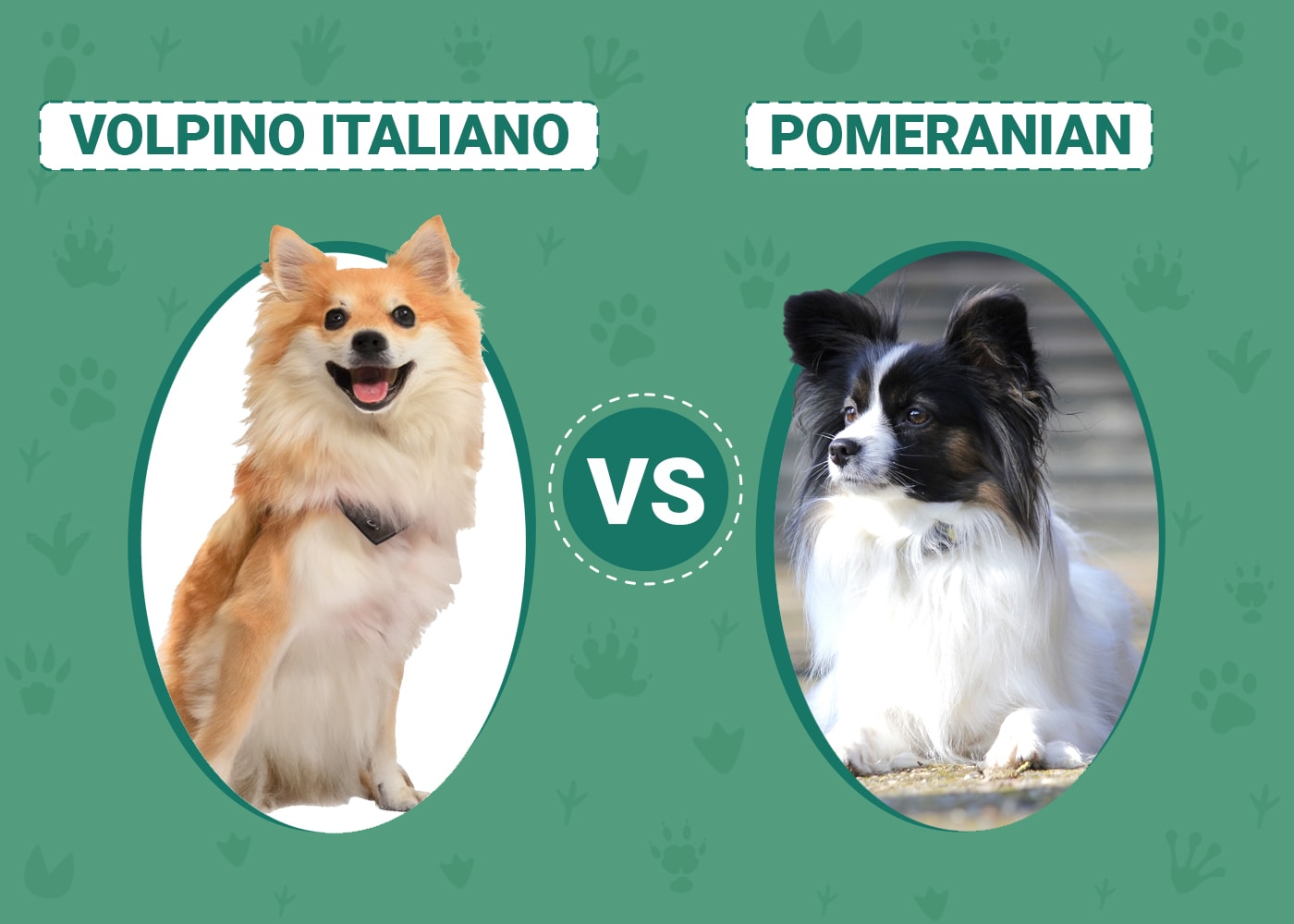 Volpino Italiano vs Pomeranian