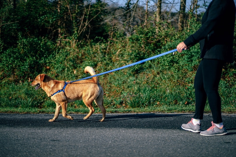 walking with dog